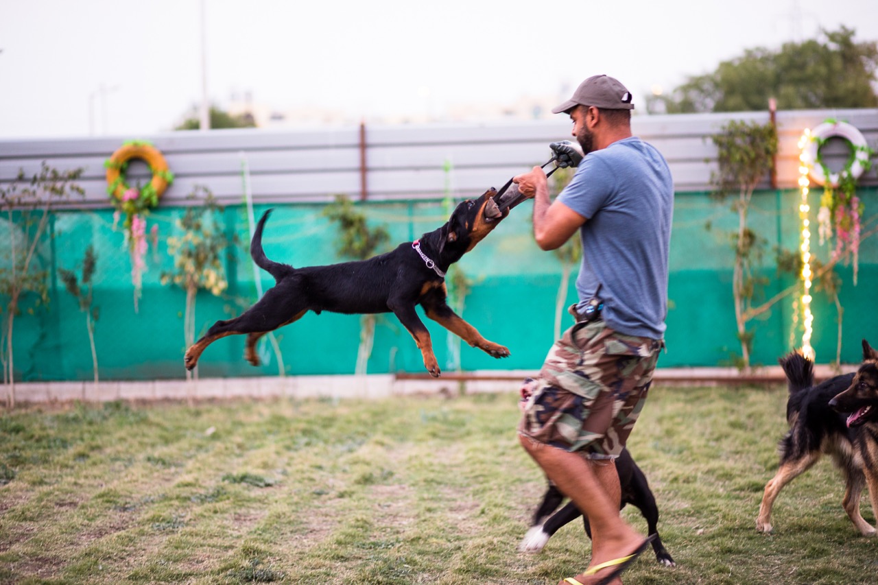 Dog Park - Professional service photo 3
